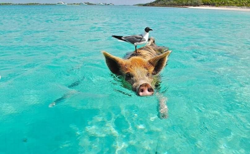 Swim with Pigs in the Bahamas! What an experience! Located on an impressive white-sand beach on Paradise Island, in the Bahamas.